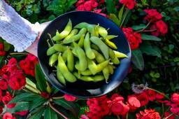 Edamame